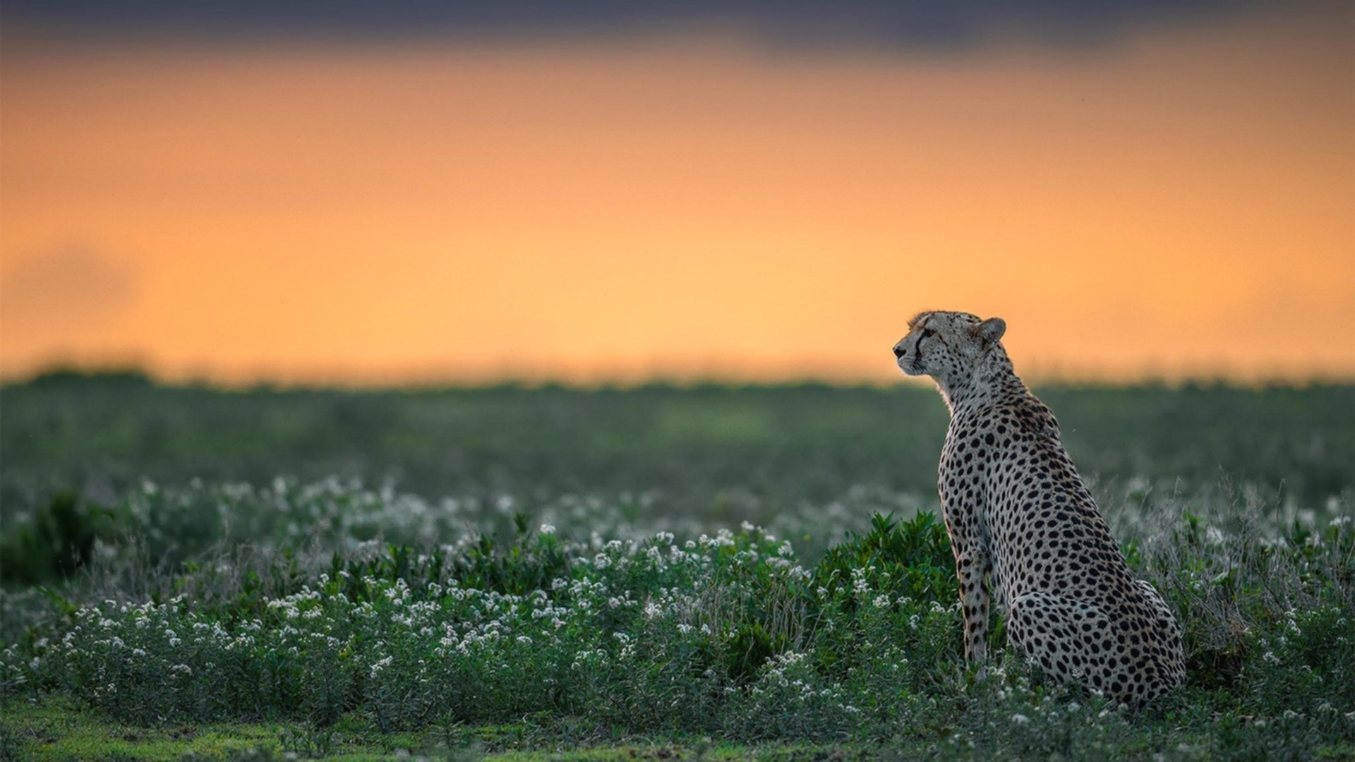 年度焦点之战之夜，福登独揽风云，带队奏响胜利凯歌